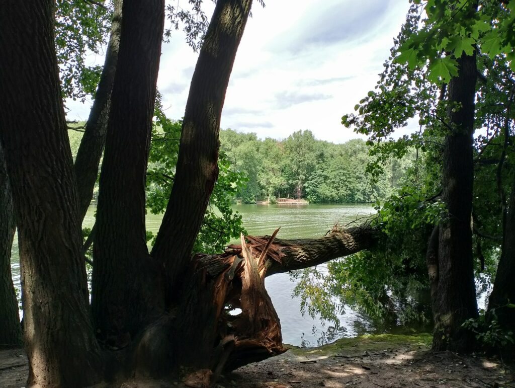 A cow that is laying down in the grass