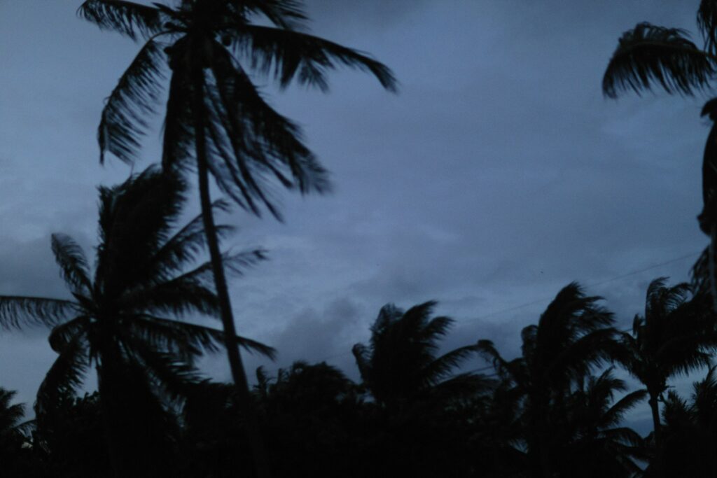 palm trees blowing in the wind on a cloudy day