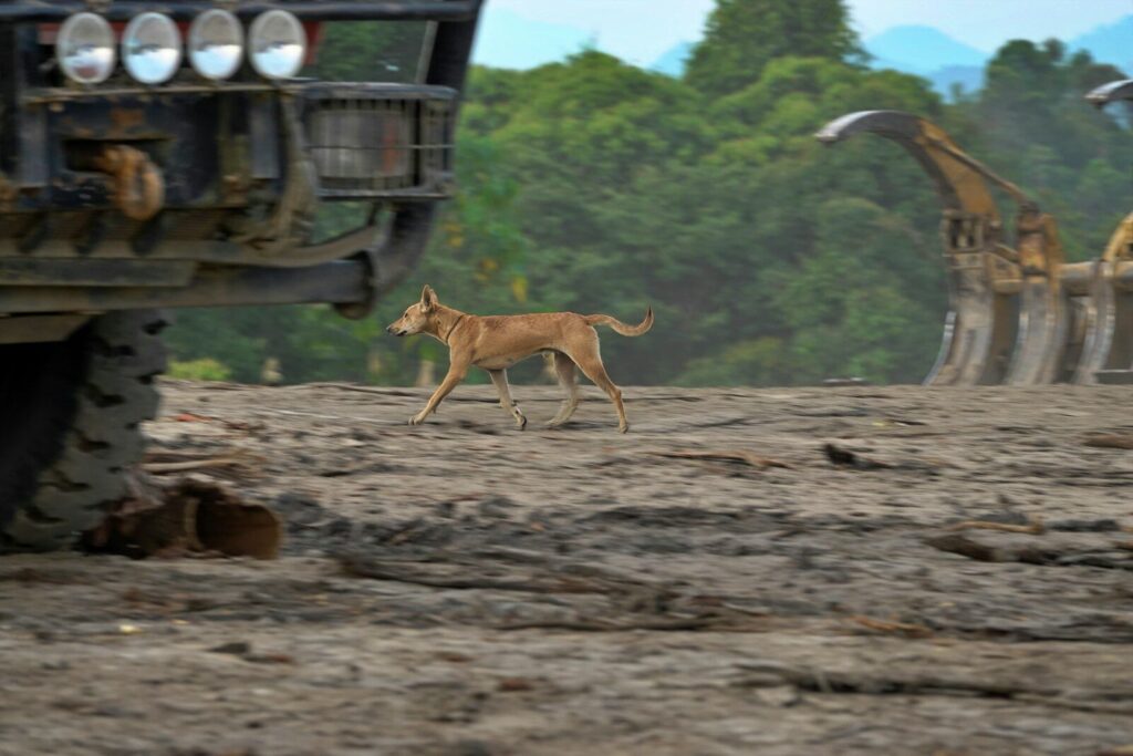 A dog walks through a muddy construction site.