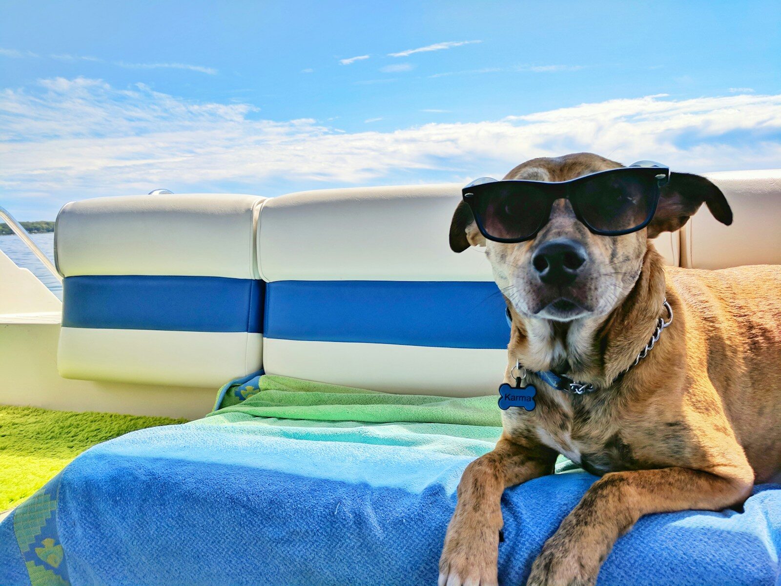 Photo by Josh Rakower brown dog wearing sunglasses on blue textile