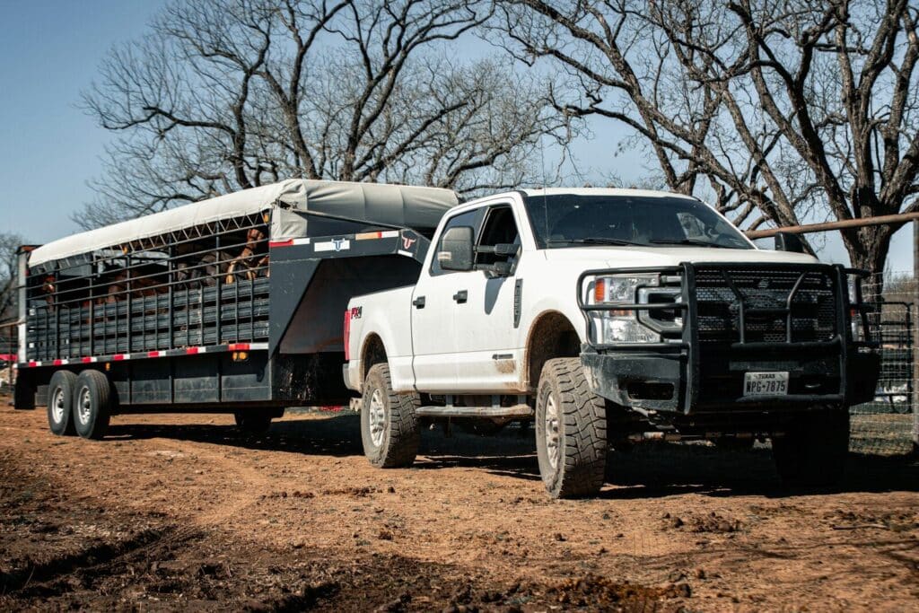 a white truck pulling a trailer full of cattle